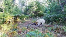 ماجرای پرسه خرس سفید در جنگل های مازندران چیست؟
