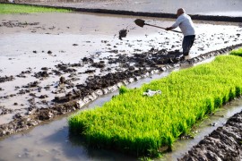 نشاکاری برنج با نگرانی شالیکاران مازندران از افزایش قیمت نهاده‌های کشاورزی
