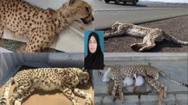 خانم انصاری، مرگ یوزها با آمار نمیمیرد؛ ۶۸ یوز تلف شدهاند، اما سازمان فقط گزارش میدهد! /شما فقط مسئول اطلاع رسانی مرگ یوزها هستید؟