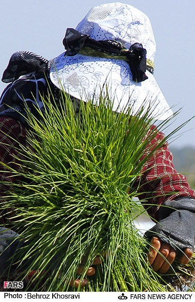 نشا کاری در روستای زاغده در شهرستان آمل