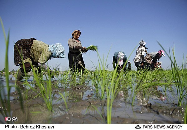 نشا کاری در روستای زاغده در شهرستان آمل