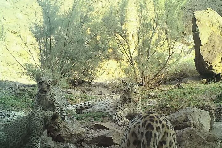 حمله پلنگ به گله گوسفندان و چوپان در یک روستای کجور