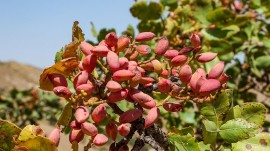 نوبرانه خندان کویر به بازار آمد