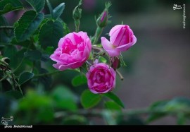 عکس/برداشت گل محمدی از گلستان‌های کاشان