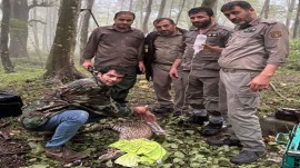 نجات و زنده گیری یک قلاده توله پلنگ در شهرستان نکا