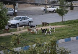 افزایش مصدومان سگ‌گرفتگی در مازندران نگران‌کننده شد