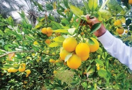 «برداشت زود هنگام» ضربه به اعتبار و کیفیت مرکبات مازندران