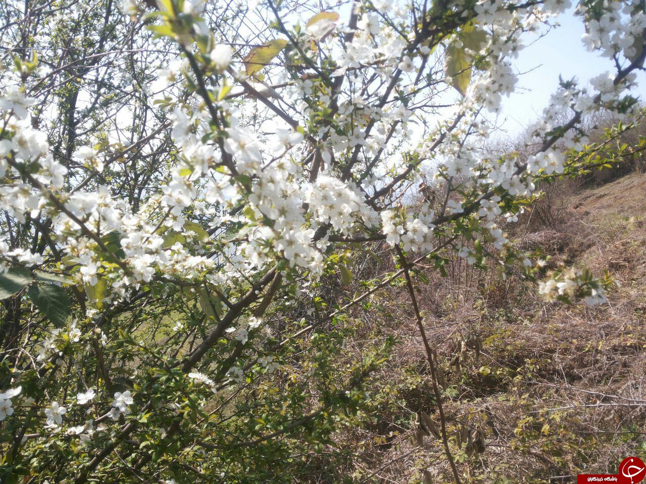 نمایی زیبا از شکوفه دادن درختان + تصاویر